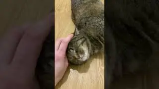 А Ваши котики такие?