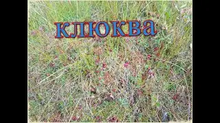 how cranberries grow in a swamp