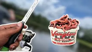 Fishing with LIVE Worms for Whatever Bites!