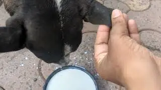The Adorable Dog's ear was badly torn away, if not treated flies will cover the wound with maggots.