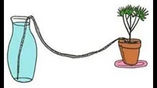 This Will Water Your Plants While on Vacation Works Like A Charm