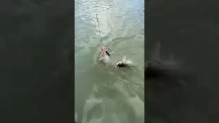 рыбалка на канадского сома