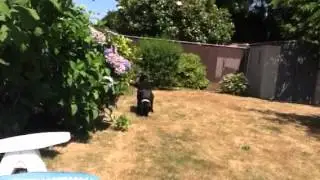 Tarah finding dog treats in backyard