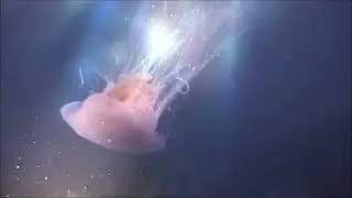 Björk : Visur Vatnsenda‐Rósu