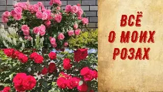 ПРИГЛАШАЮ НА ЦВЕТЕНИЕ РОЗ. МОЙ УХОД, СОРТА, ПРЕПАРАТЫ, УДОБРЕНИЯ.
