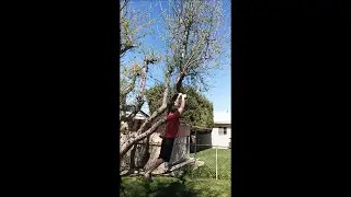 WWTree Wrestlemania