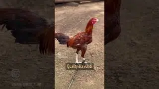 Quality ela vundi#nanifarms @nanifarmskukkutasastram @nanifarmsagri