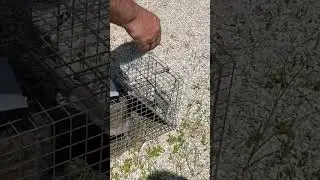 Catch And Release The Raccoon’s 