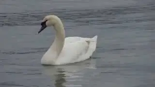 Tres cisnes no Parrote