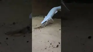 Garlic the gar eating a Polypterus