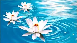 Music for Peace, Calm and Harmony-The Symphony of The Heart-Beautiful Music with Love Frequency