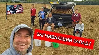 Не САДИЛИ и не КОПАЛИ а просто набрали ! БЕСПЛАТНАЯ КАРТОФЕЛЬ В США! 