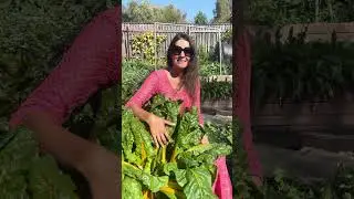 Красивый декоративный огород в саду