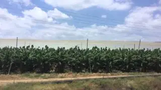 Как выращивают бананы в Израиле