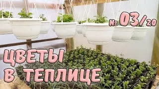 Цветы в теплице. Работы с рассадой в марте