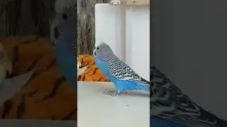 попугайчики