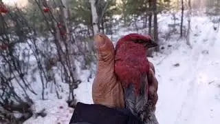 ловля певчих птиц щуры