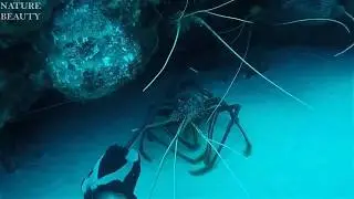 Удивительный улов гигантского омара Подводный охотничий навык большого осьминога на море Ловля рыбы