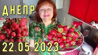 Днепр🍓 КЛУБНИКА почти ДАРОМ! Прогуляемся ??? Из остатков КРАСОТА!!! 22.05.2023.