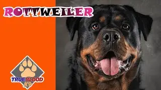 ROTTWEILER - HOW IS A ROTTWEILER A DOG?