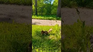 БЕЛКА С ГРЕЦКИМ ОРЕХОМ #екатериненскийдворец
