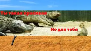 Обезьяна спасает себя от крокодила  Комментатор агонь