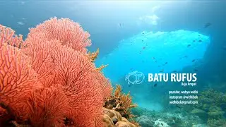 Diving at Batu Rufus | Raja Ampat