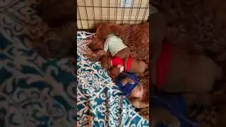 Penny's puppies