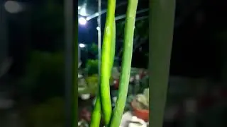 #succulent #plant #succulents #plants #cactus #homegarden #hack #tips #care