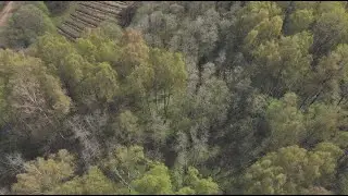 Smart Engines Planted an Oak Forest and Achieved Carbon Neutrality
