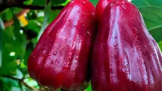 Red hybrid Samarinda
