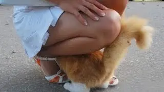 Приколы с животными