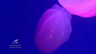 Удивительные гребневики