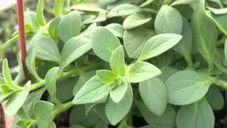 Greenhouse Review