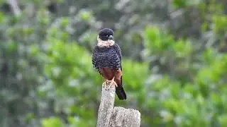 Bat Falcon - Falco rufigularis - Halcón Murcielaguero