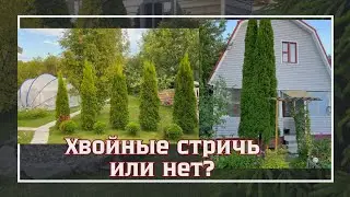 СТРИЧЬ ИЛИ НЕ СТРИЧЬ ХВОЙНЫЕ 🌲