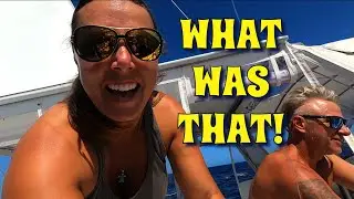 Sailing through Sea World...What was that?