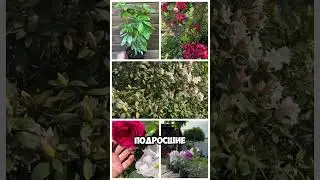 20% скидки на 2 л горшок