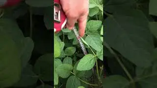 Соя