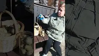 Сажаю картошку: посадочный материал после кербовки, зола, лавровый лист от проволочника