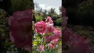 Наш ПРЕКРАСНЫЙ 