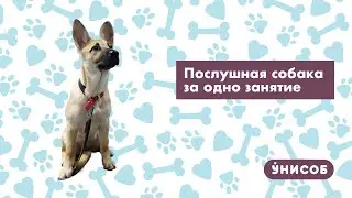 Послушная собака за одно занятие