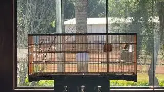 COLEIRO GUERREIRO COMEÇANDO A CANTAR 