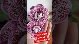 Глоксиния ЛП Символ благополучия 