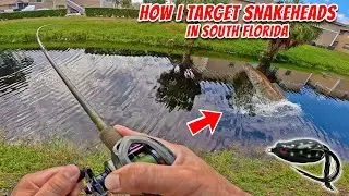How to Target Snakeheads! Casting Tips for Florida. Urban Fishing for Largemouth & Peacock Bass