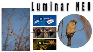 Luminar NEO Adons SchärfenAI, RauschfreiAI und UpscaleAI in Kombination
