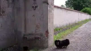 Vyno kalnas Srebrna gora 2022