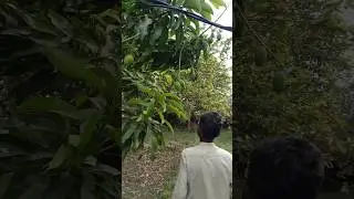 Aam chura Liye 🤩 #trending #youtubeshorts #shorts