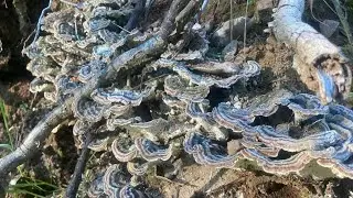 Are you having problems with your Turkey Tail? Here’s what I realized after multiple failures.