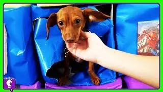 SURPRISE BOXES!! Puppy + Incredibles Toy with HobbyHeroes and Golden Tickets Surprises